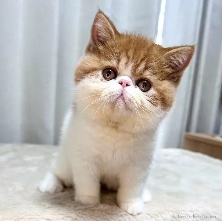 ID：2406-00237の子猫