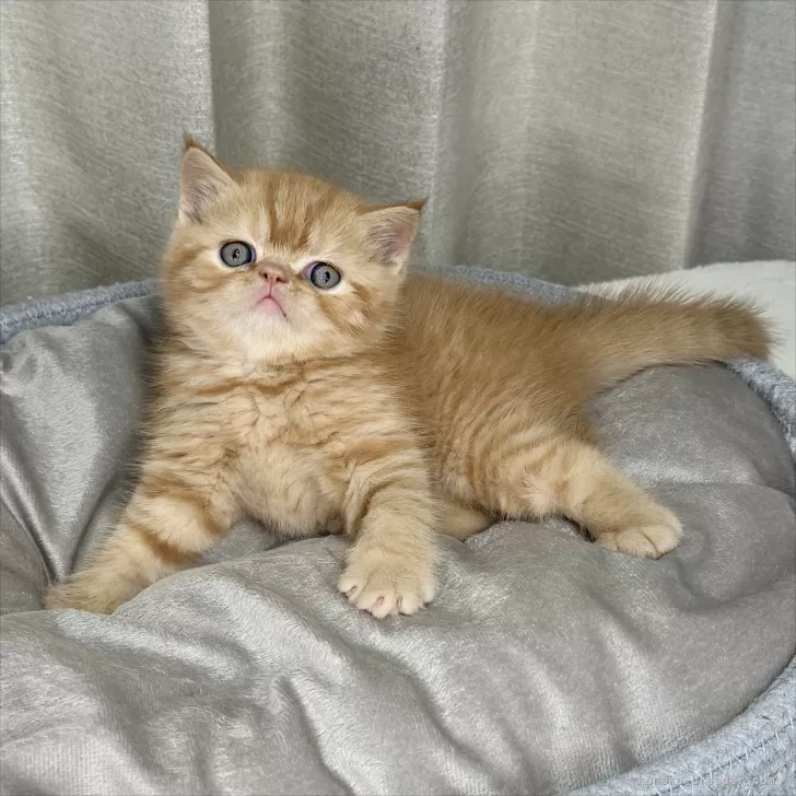 こじこじ 様のお迎えした子猫