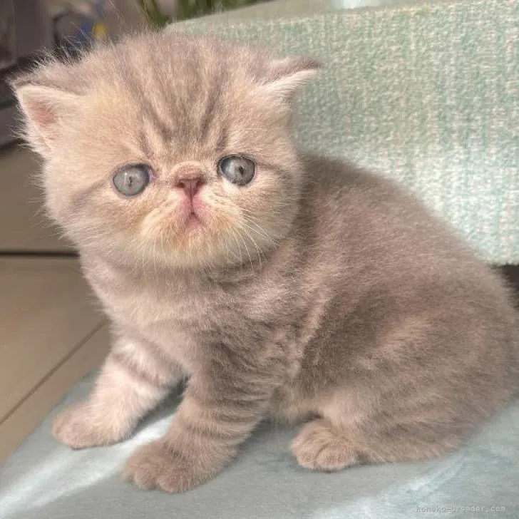 ID：2210-02393の子猫