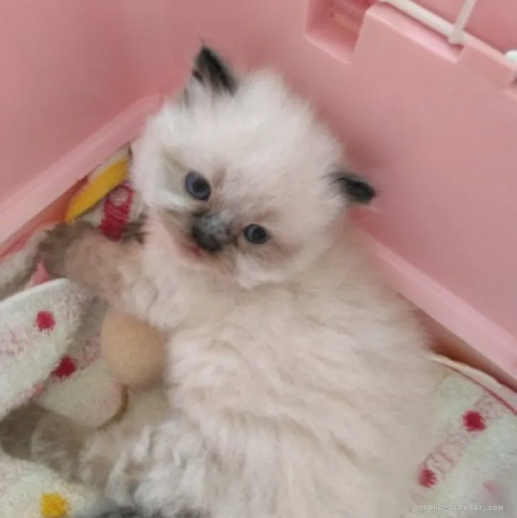 ぽんず 様のお迎えした子猫