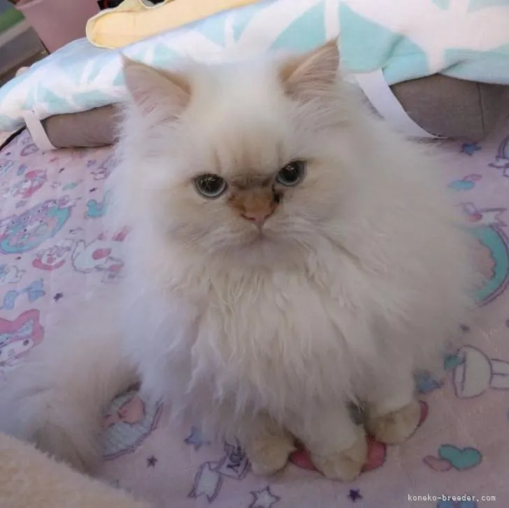 ID：2209-01365の子猫