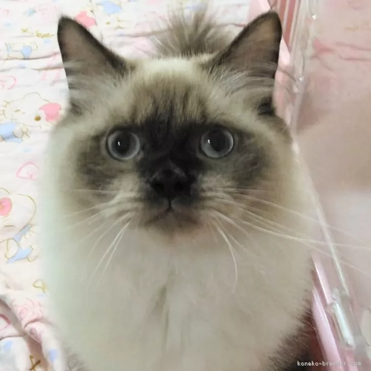 m.o. 様のお迎えした子猫