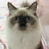 ヒマラヤン【静岡県・男の子・2024年3月15日・シールポイント】の写真1「他の兄弟より落ち着いています」