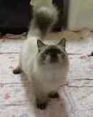 ヒマラヤン【静岡県・男の子・2024年3月15日・シールポイント】の写真3