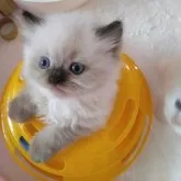 ヒマラヤン【静岡県・男の子・2024年9月12日・シールポイント】の写真3