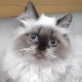 ヒマラヤン【静岡県・男の子・2025年4月18日・シールポイント】の写真2