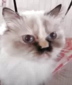 ヒマラヤン【静岡県・女の子・2024年4月8日・トーティポイント】の写真5