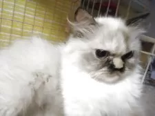 ヒマラヤン【静岡県・女の子・2024年4月8日・トーティポイント】の写真4