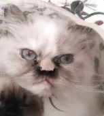 ヒマラヤン【静岡県・女の子・2024年4月8日・トーティポイント】の写真6