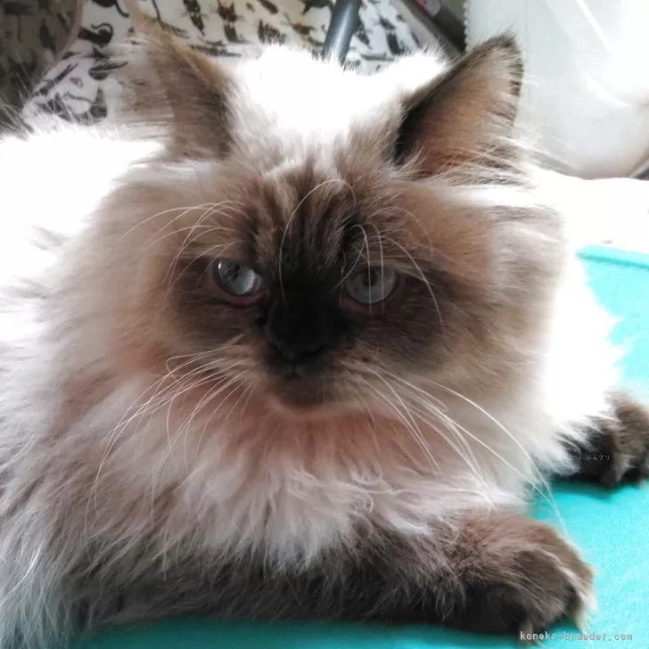 ヒマラヤン【静岡県・男の子・2025年4月18日・シールポイント】の写真1「りりしくなってきました」