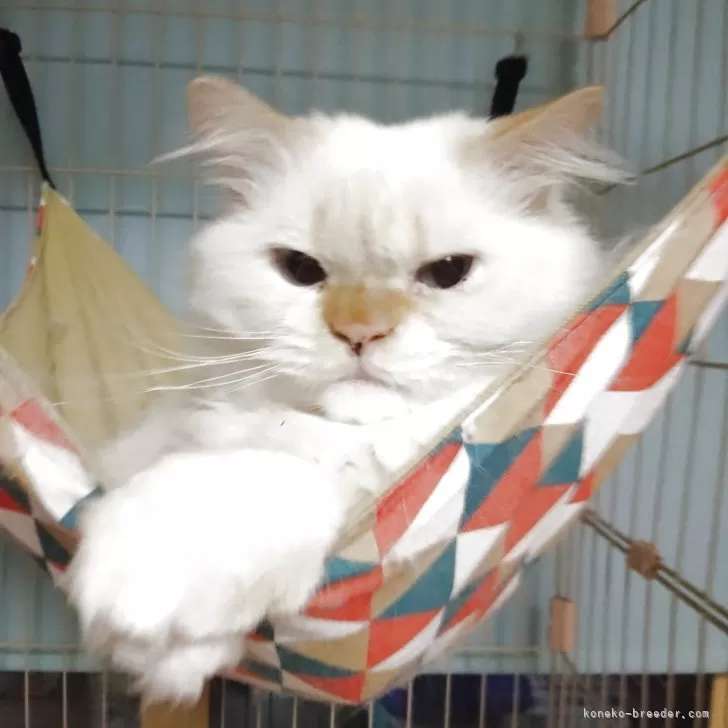 ヒマラヤン【静岡県・男の子・2024年4月8日・クリームポイント】の写真1