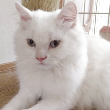 ヒマラヤン【静岡県・男の子・2025年4月10日・クリームポイント】の写真「掃除機が大好きな男の子」