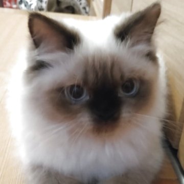 ヒマラヤン【静岡県・女の子・2025年4月2日・シールポイント】の写真「元気な女の子」