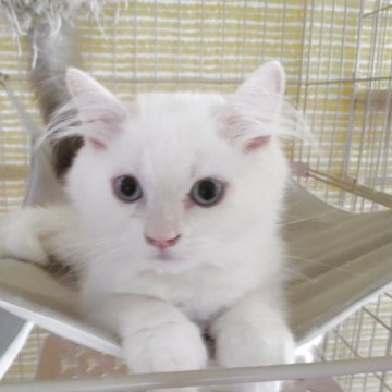 ヒマラヤン【静岡県・男の子・2025年4月10日・クリームポイント】の写真「元気な男の子」