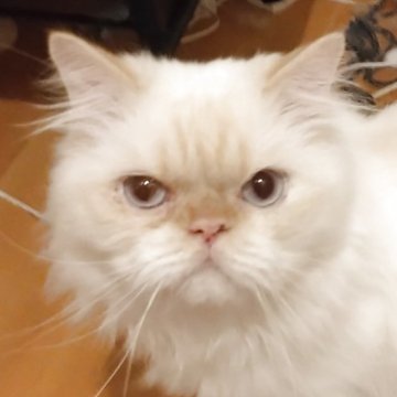 ヒマラヤン【静岡県・男の子・2024年3月15日・クリームポイント】の写真「活動的な男の子」