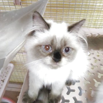 ヒマラヤン【静岡県・男の子・2025年4月18日・シールポイント】の写真「元気で食いしん坊な男の子」