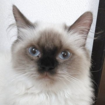 ヒマラヤン【静岡県・女の子・2025年4月10日・シールポイント】の写真「小柄な女の子」