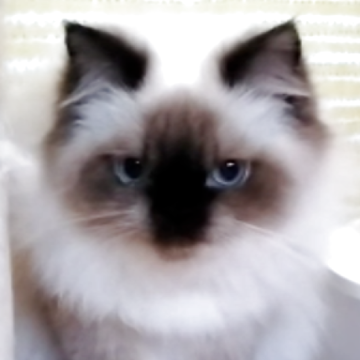 ヒマラヤン【静岡県・女の子・2025年4月2日・シールポイント】の写真「元気な女の子」