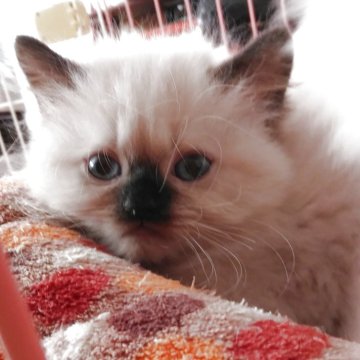 ヒマラヤン【静岡県・男の子・2025年10月12日・シールポイント】の写真「甘えん坊の男の子」