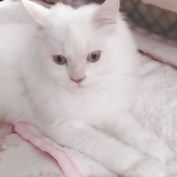 ヒマラヤン【静岡県・男の子・2025年4月10日・クリームポイント】の写真「掃除機が大好きな男の子」