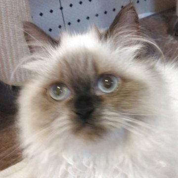 ヒマラヤン【静岡県・女の子・2025年4月18日・シールポイント】の写真「毛量が多くフワフワな女の子」