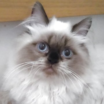 ヒマラヤン【静岡県・男の子・2025年4月18日・シールポイント】の写真「とても大人しい男の子」