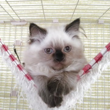 ヒマラヤン【静岡県・女の子・2025年4月18日・シールポイント】の写真「とても女の子らしい女の子」