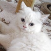 ヒマラヤン