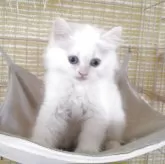 ヒマラヤン
