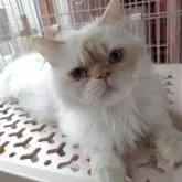 ヒマラヤン