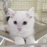ヒマラヤン
