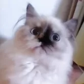 ヒマラヤン