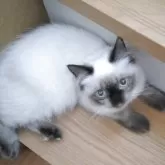 ヒマラヤン