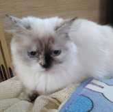 ヒマラヤン