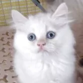 ヒマラヤン