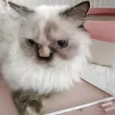 ヒマラヤン