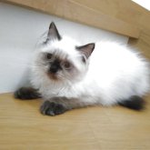 ヒマラヤン