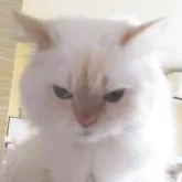 ヒマラヤン