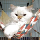 ヒマラヤン