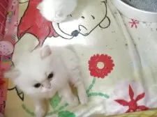 ヒマラヤン【静岡県・男の子・2025年4月10日・クリームポイント】の写真14