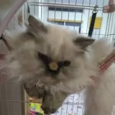 ヒマラヤン【静岡県・女の子・2024年4月8日・トーティポイント】の写真8