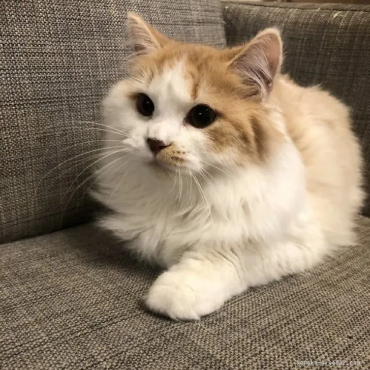 ID:2307-00540の子猫