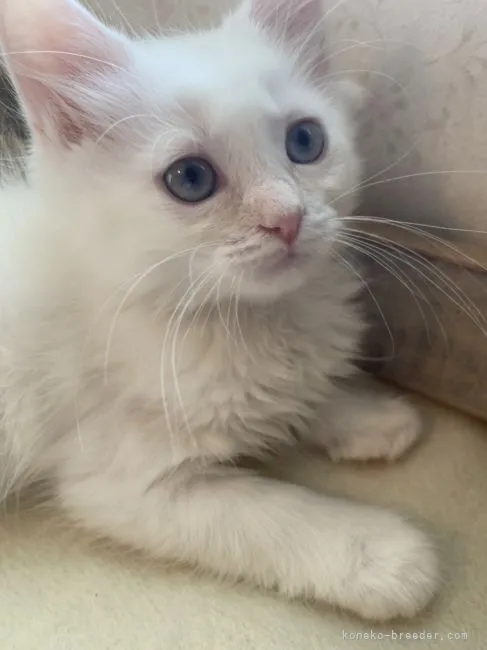 ID:2205-02055の子猫