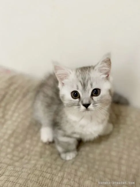 ID:2105-00042の子猫
