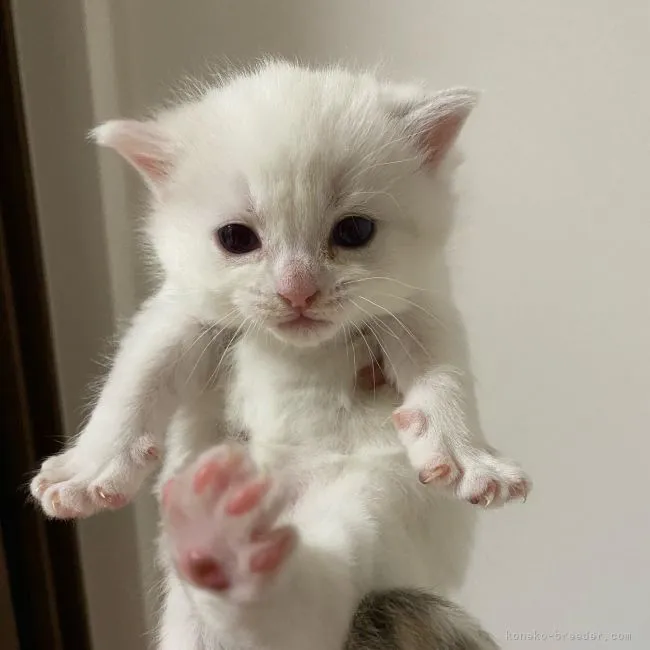 ID：2105-00040の子猫