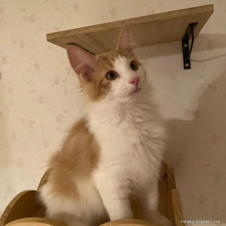 ID:2205-02844の子猫