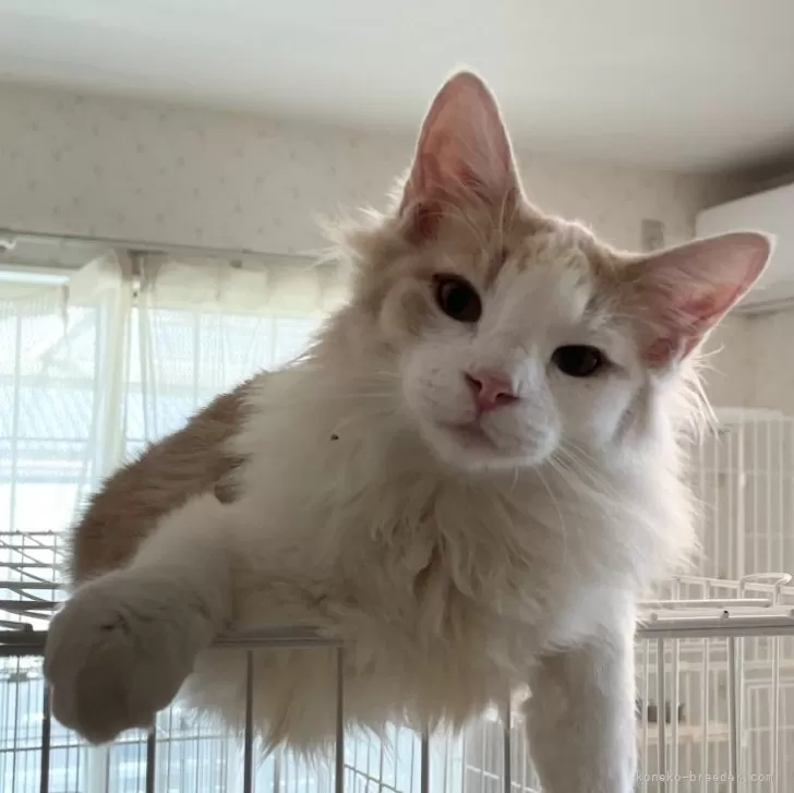 ID:2403-02271の子猫