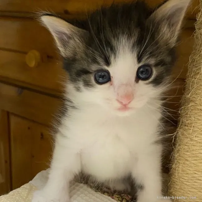 ID：2104-02497の子猫