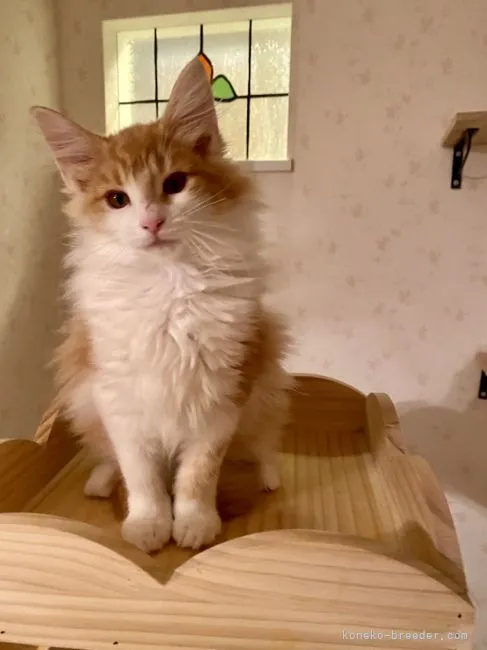 ID：2110-02361の子猫