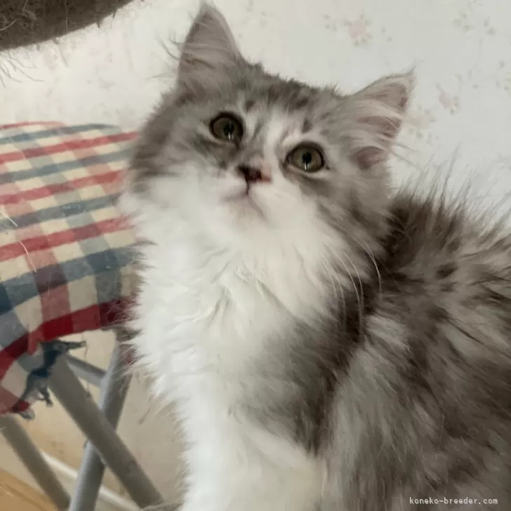 ID:2405-03744の子猫
